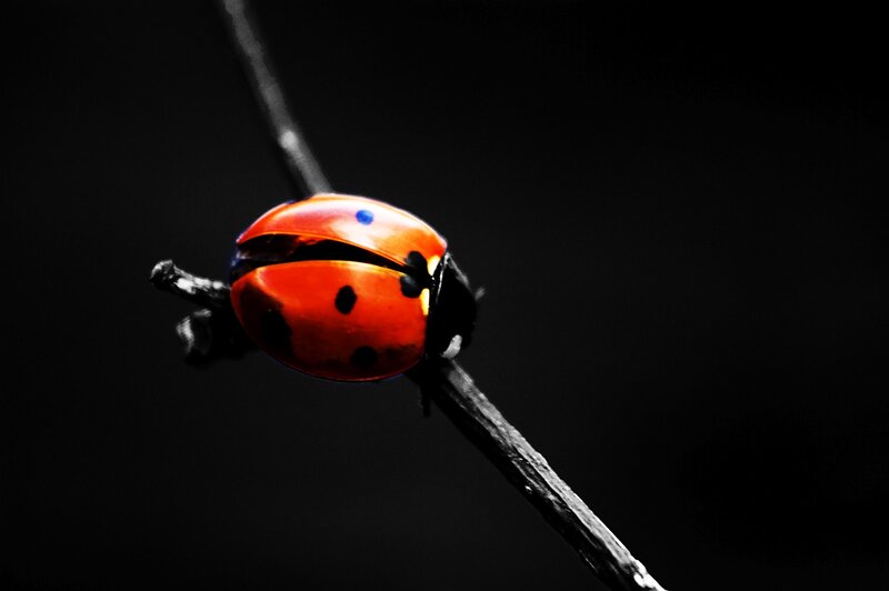 Ladybug on a Twig — Red, Dramatic