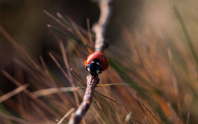 Ladybug on a Twig — Red, Serene
