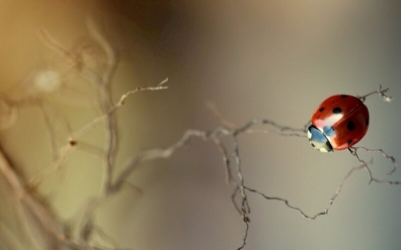 Ladybug on a Twig — Red