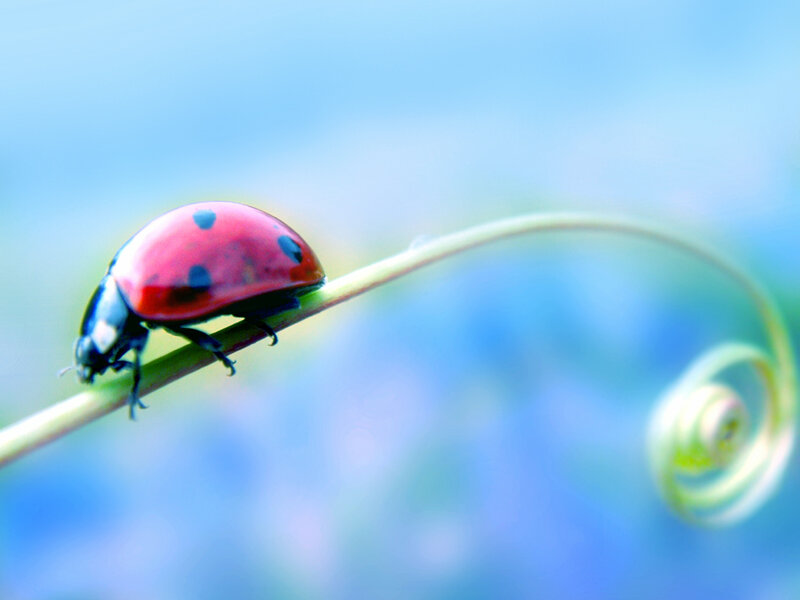 ladybug on a vine