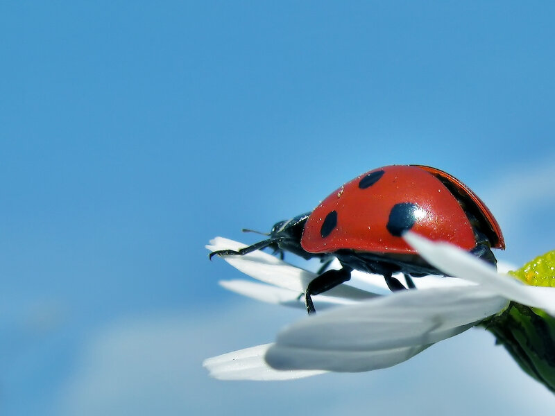 ladybug on a white flower