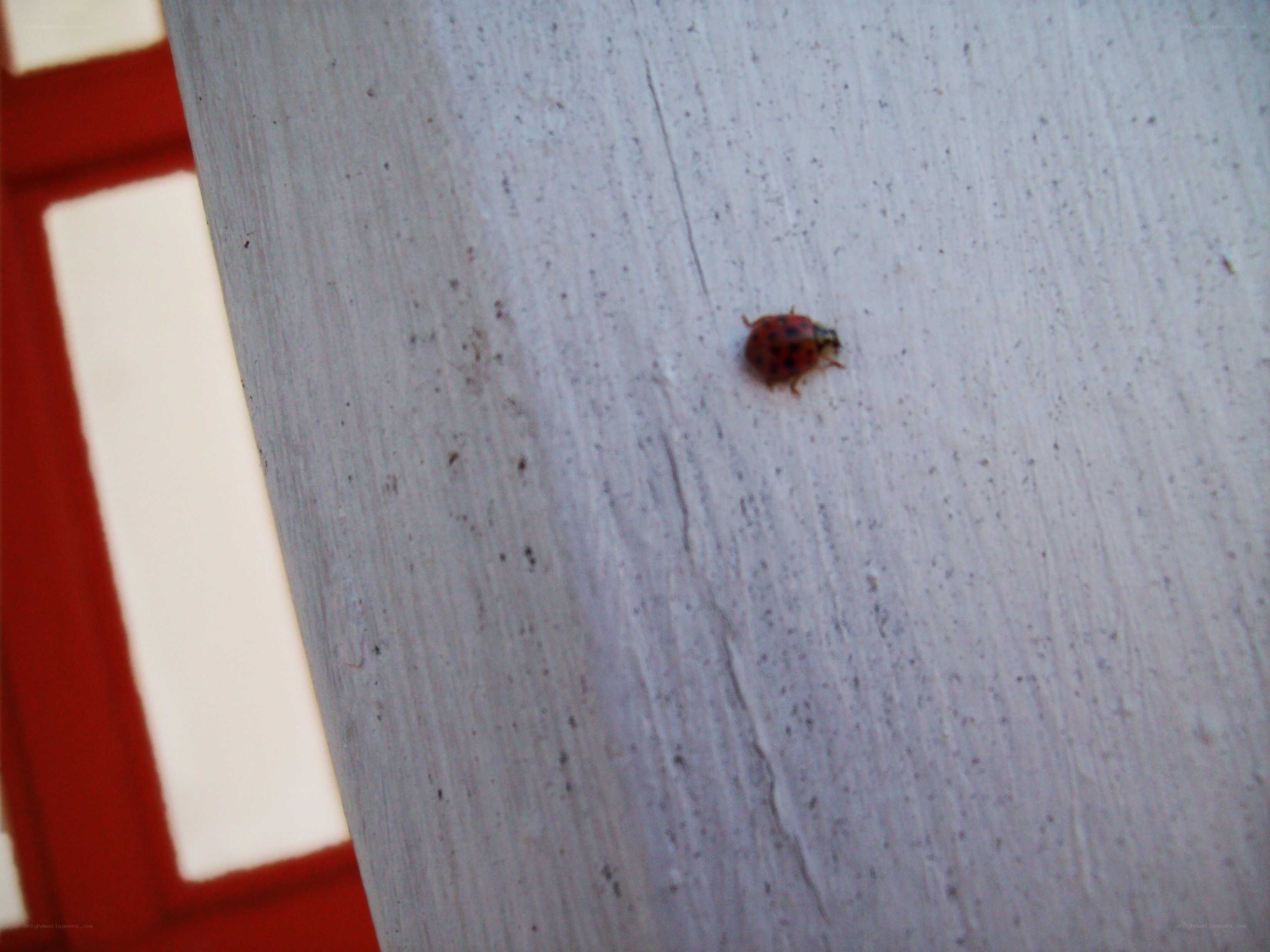 ladybug on a white surface