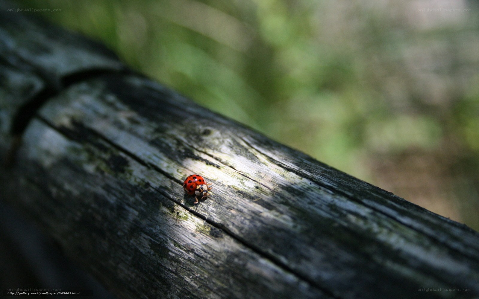 ladybug on a wooden log
