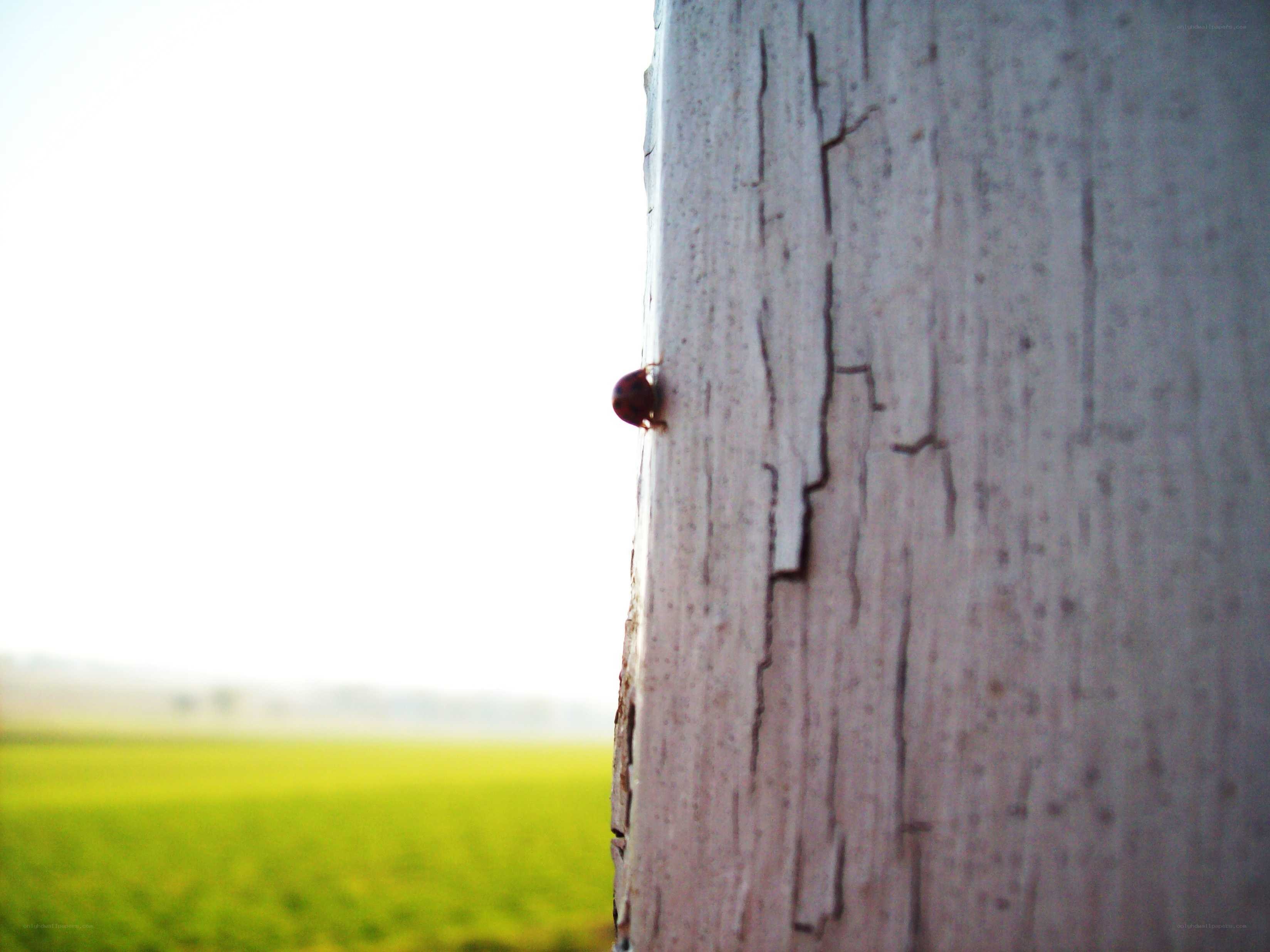 ladybug on a wooden post