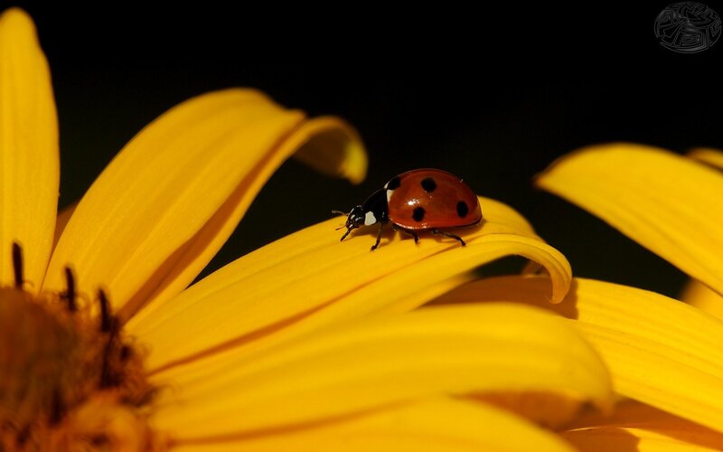 Ladybug on a yellow flower