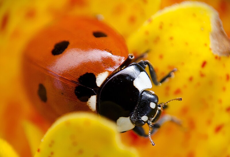 Ladybug on a yellow flower