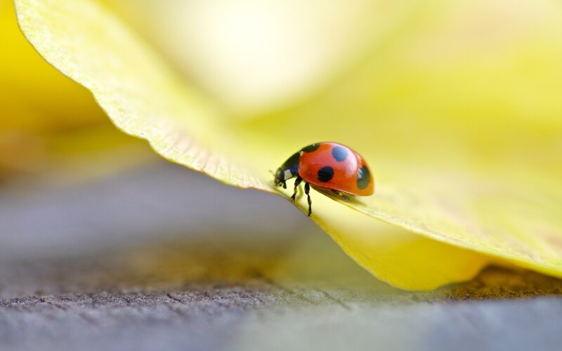 Ladybug on a yellow leaf