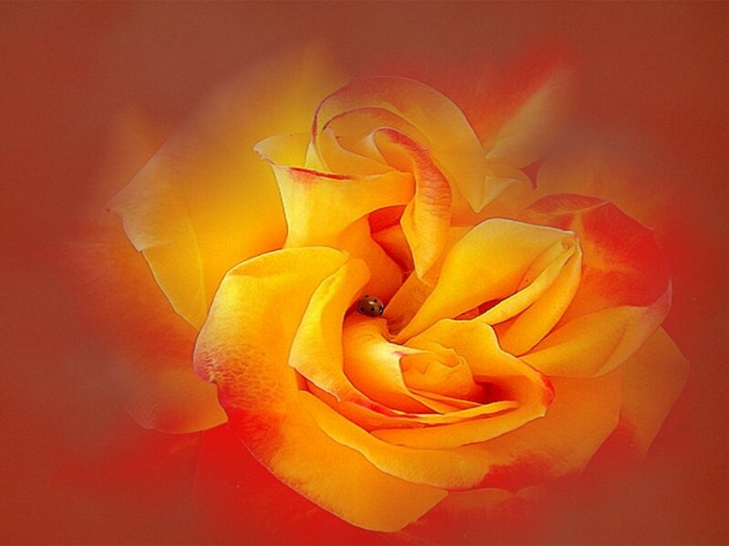 Ladybug on a yellow rose