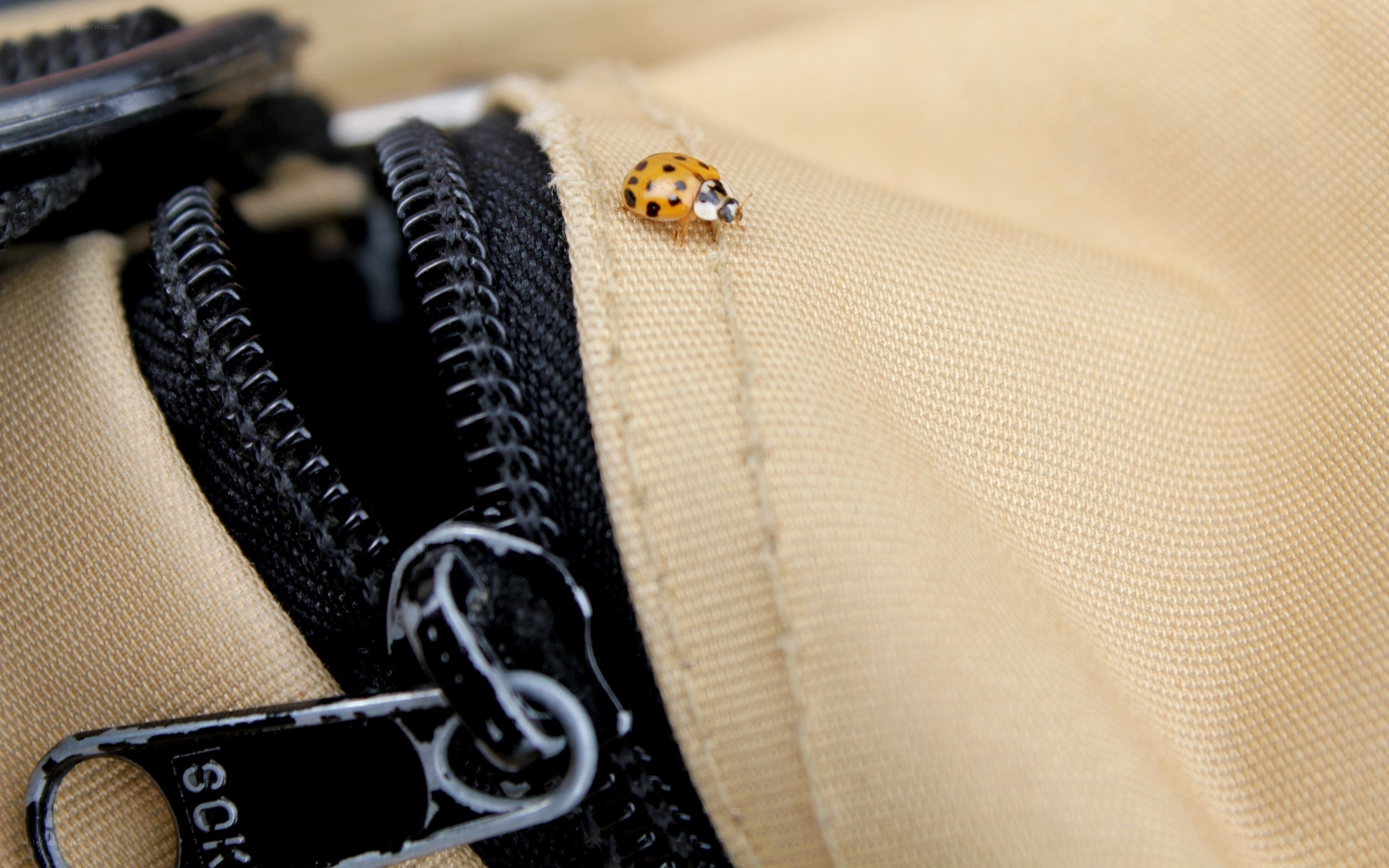 ladybug on a zipper