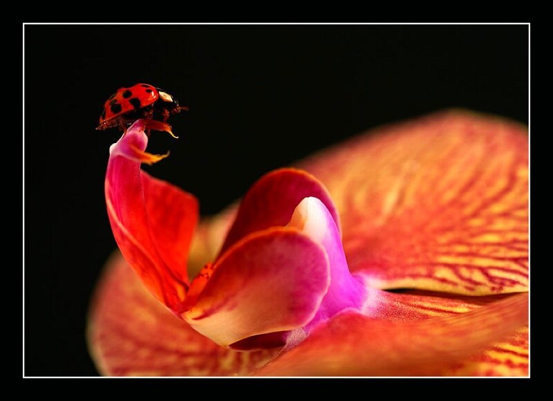 Ladybug on an orchid flower