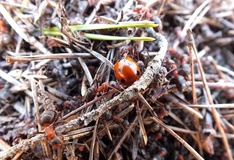 Ladybug on Ant Mound