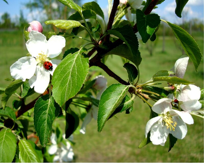 Ladybug on apple blossom