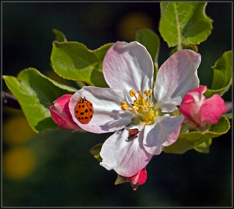 Ladybug on Apple Blossom — White