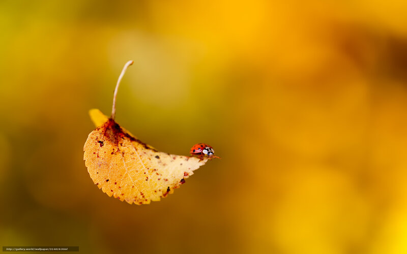 Ladybug on Autumn Leaf — Yellow, Serene, Photograph, Insect