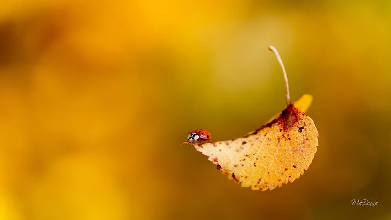 Ladybug on Autumn Leaf — Yellow, Serene