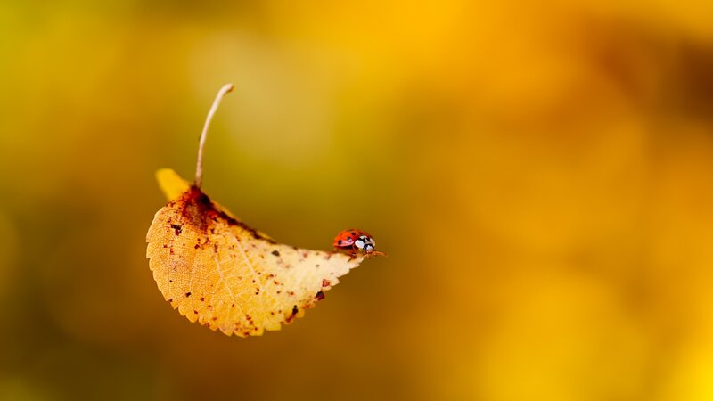 Ladybug on Autumn Leaf — Yellow