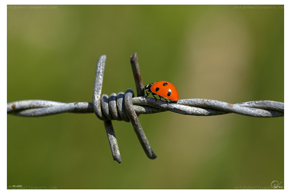 ladybug on barbed wire