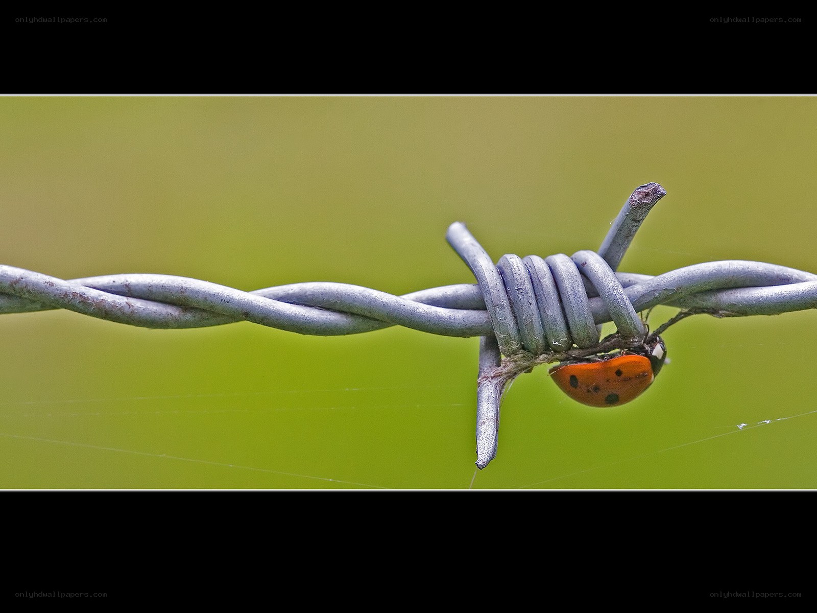 ladybug on barbed wire