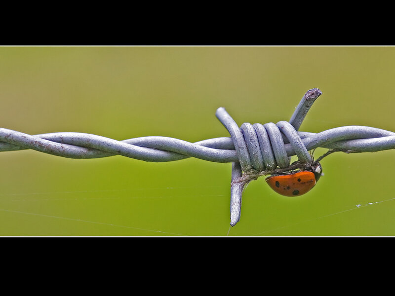 Ladybug on Barbed Wire — Green