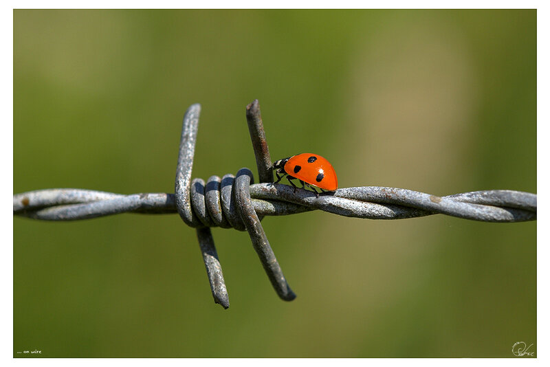 Ladybug on Barbed Wire — Red