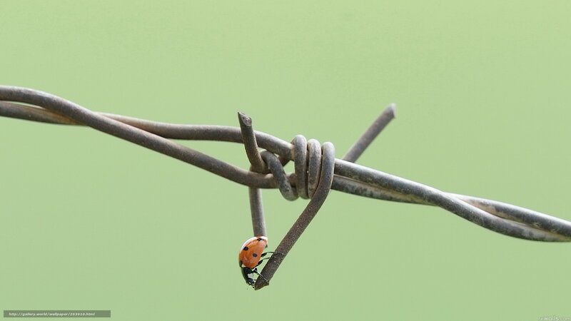ladybug on barbed wire