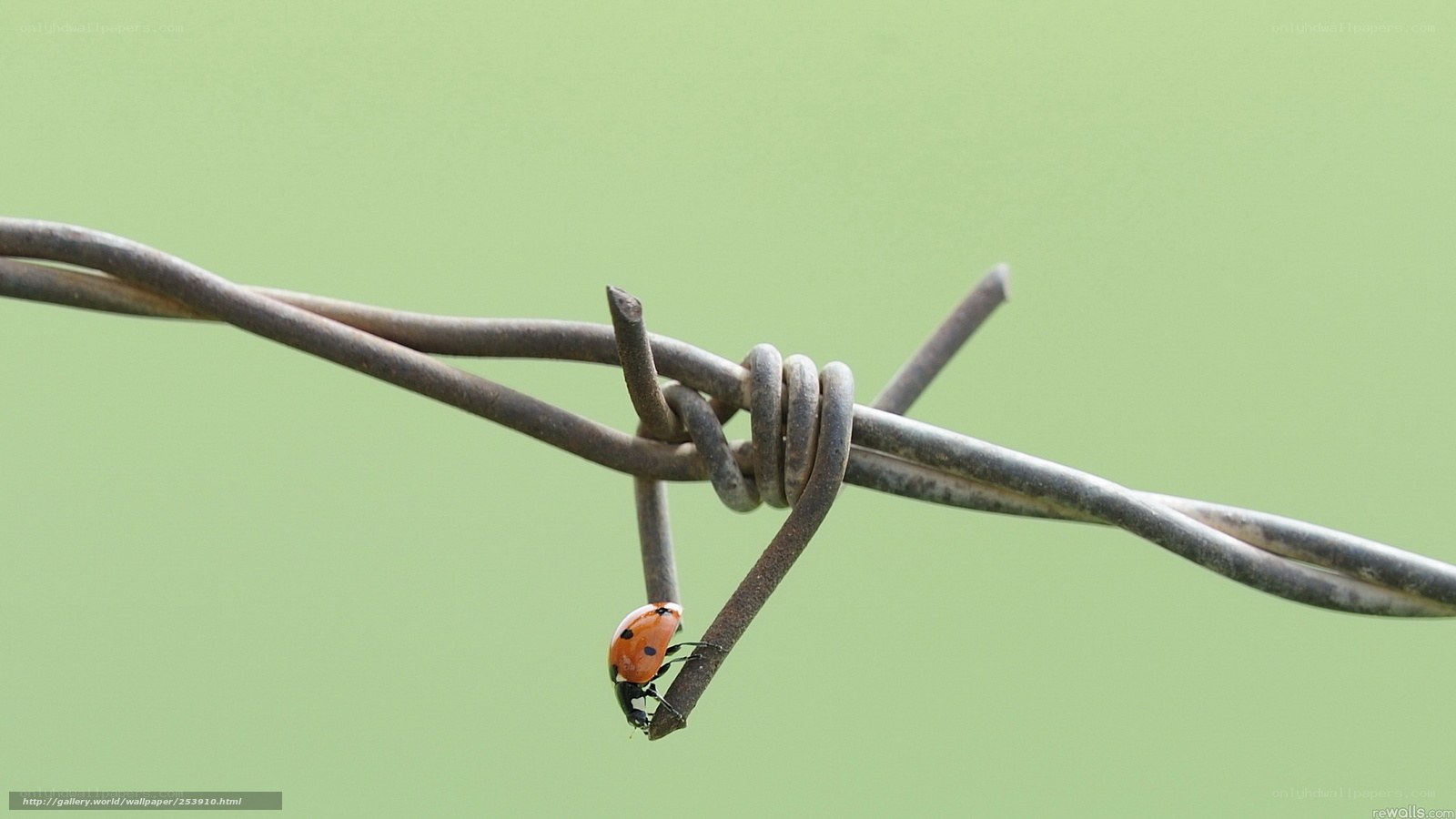 ladybug on barbed wire