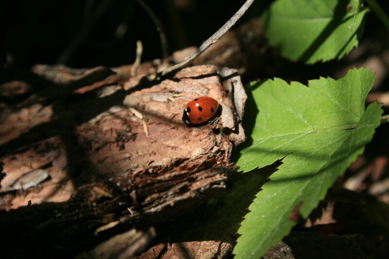 Ladybug on Bark
