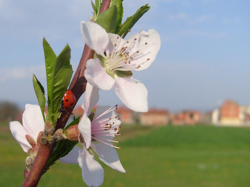 Ladybug on blooming branch