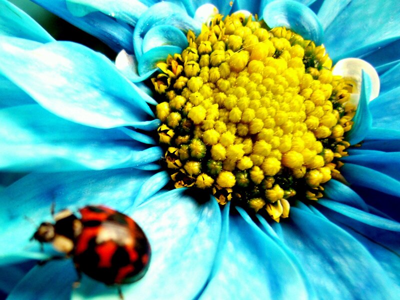 ladybug on blue flower