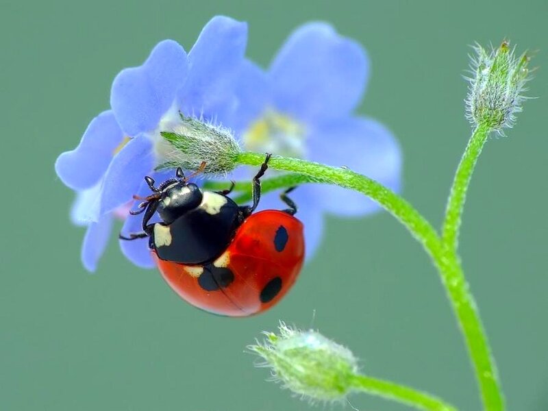 ladybug on blue flower