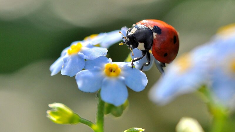 Ladybug on Blue Flower — Calm