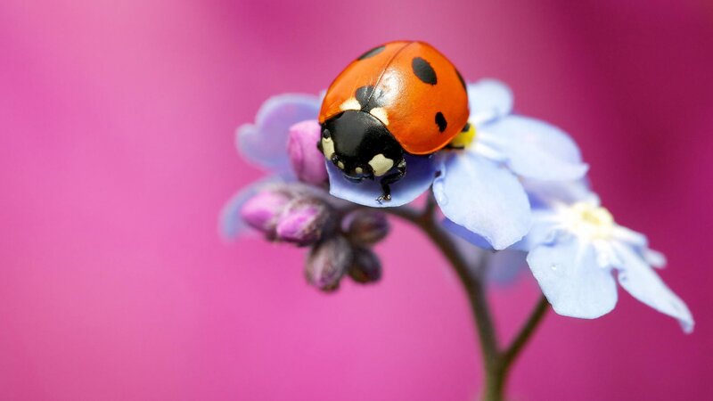 Ladybug on Blue Flower — Pink