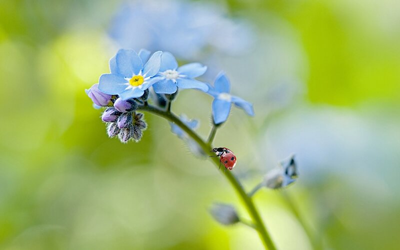 Ladybug on Blue Flower — Serene, Spring, Photograph