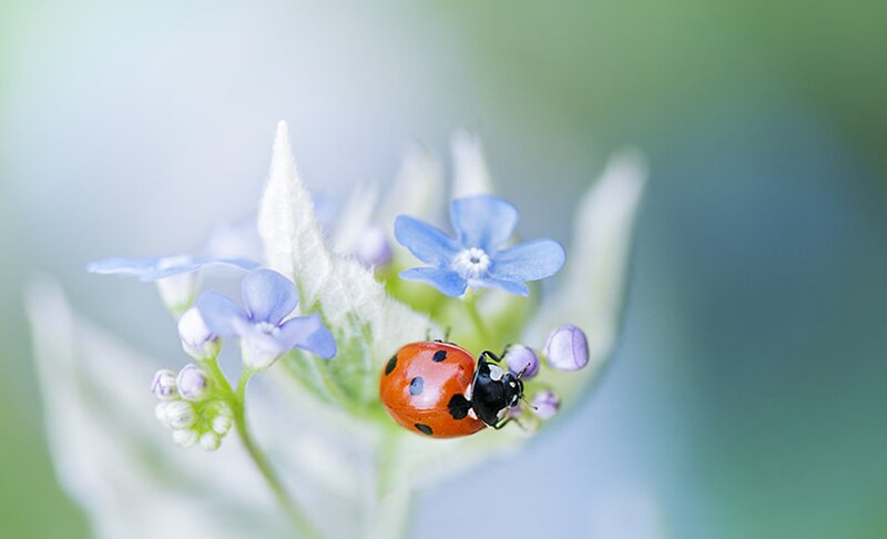 Ladybug on Blue Flower — Serene, Spring