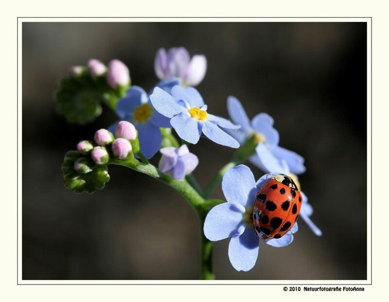 Ladybug on Blue Flower — Serene