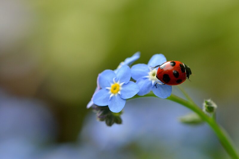 Ladybug on blue flower