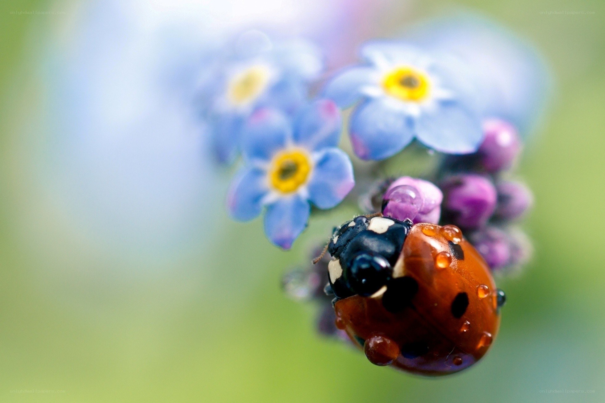 Ladybug on blue flowers