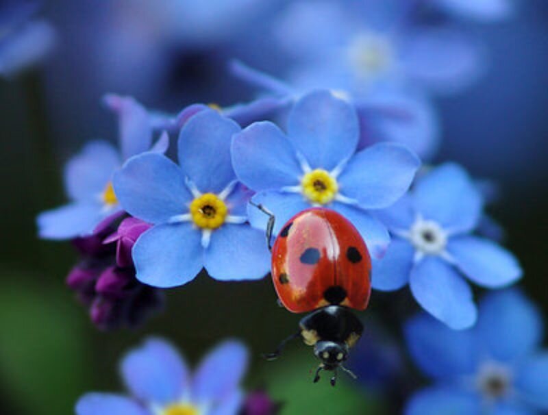 ladybug on blue flowers