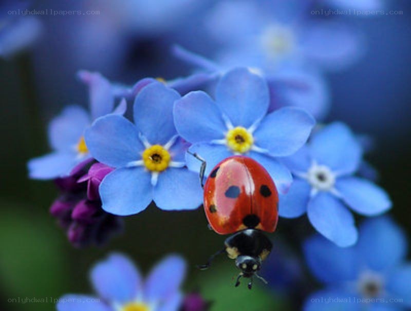 ladybug on blue flowers