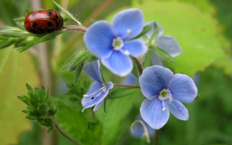 Ladybug on Blue Flowers — Calm, Spring