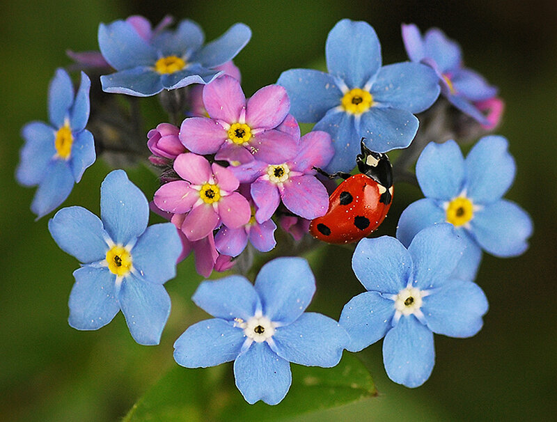 Ladybug on Blue Flowers — Calm