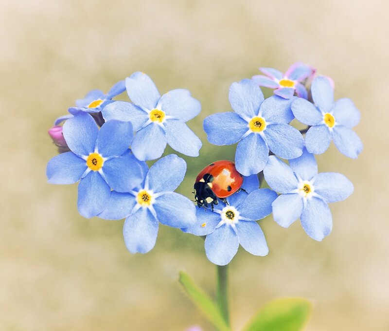 Ladybug on Blue Flowers — Serene, Spring