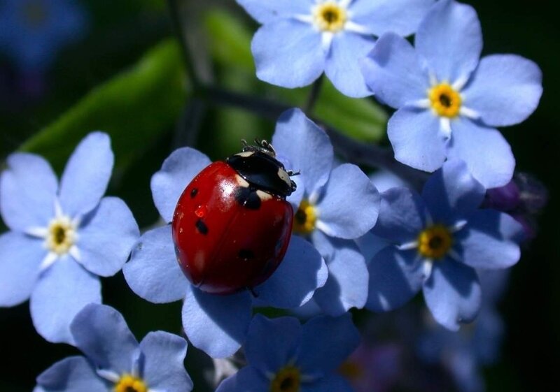 Ladybug on Blue Flowers — Serene