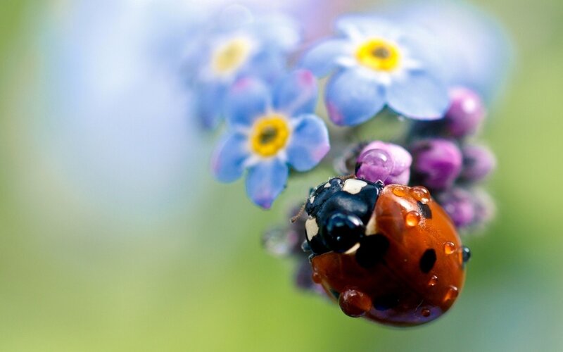 ladybug on blue flowers