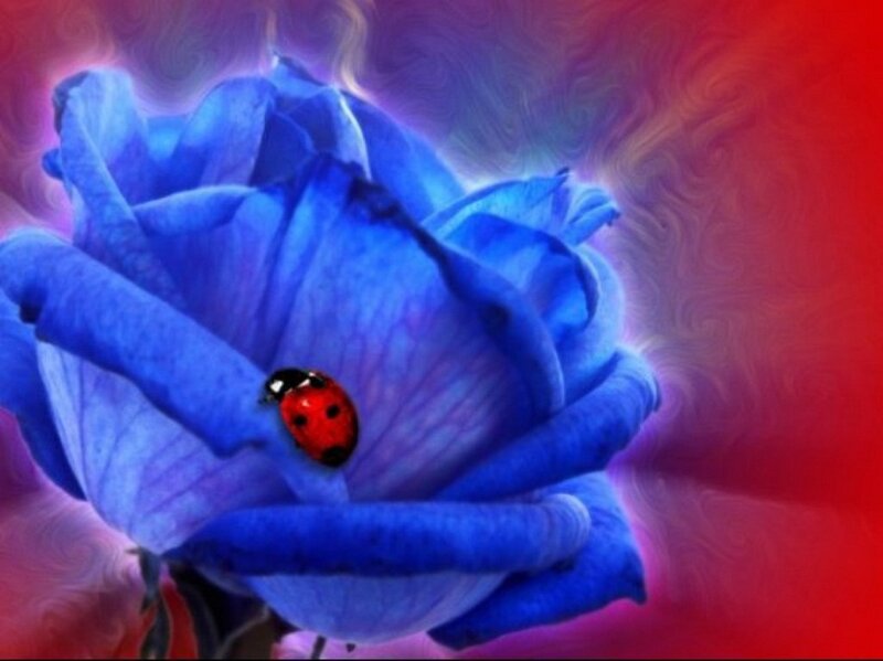 Ladybug on Blue Rose