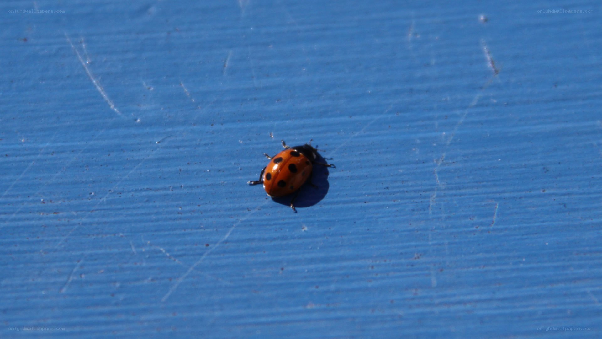 ladybug on blue surface