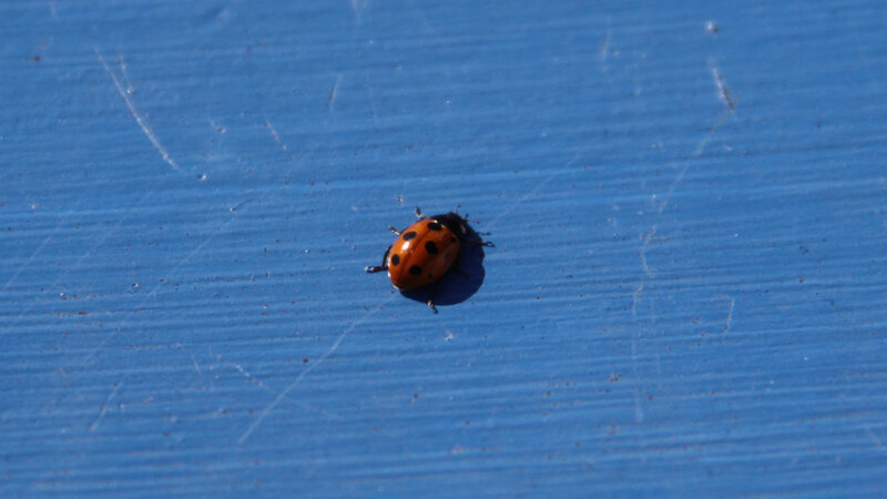 Ladybug on Blue Surface — Calm