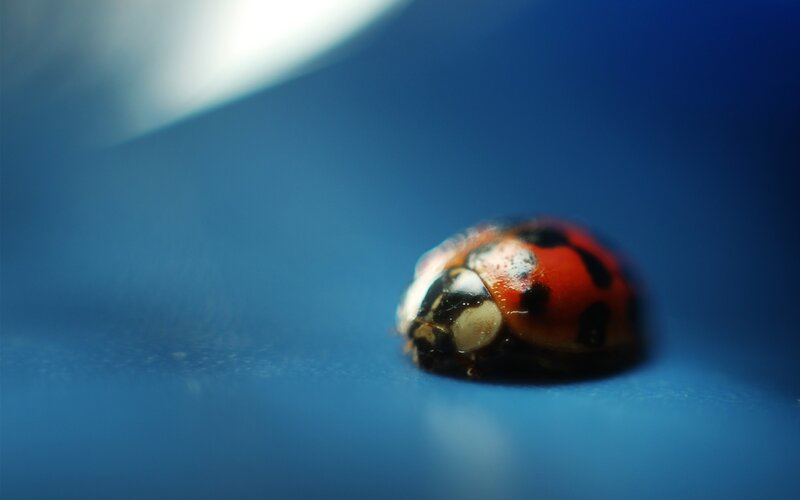 Ladybug on Blue Surface — Dramatic, Photograph, Blue Surface