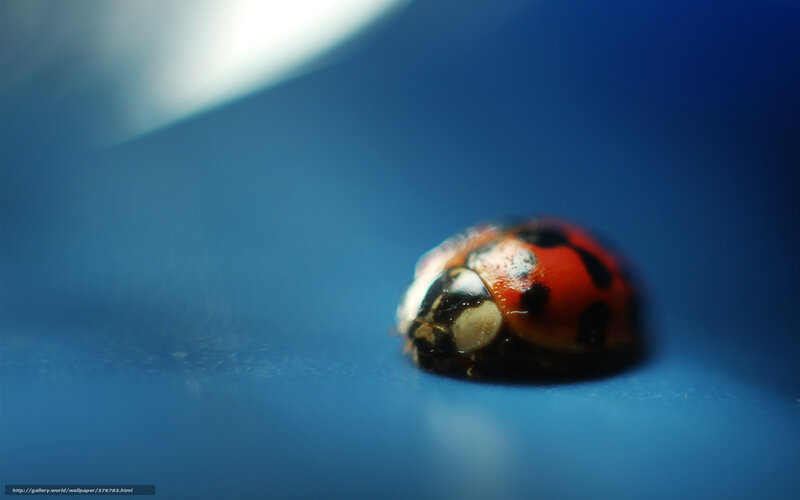 Ladybug on Blue Surface — Dramatic