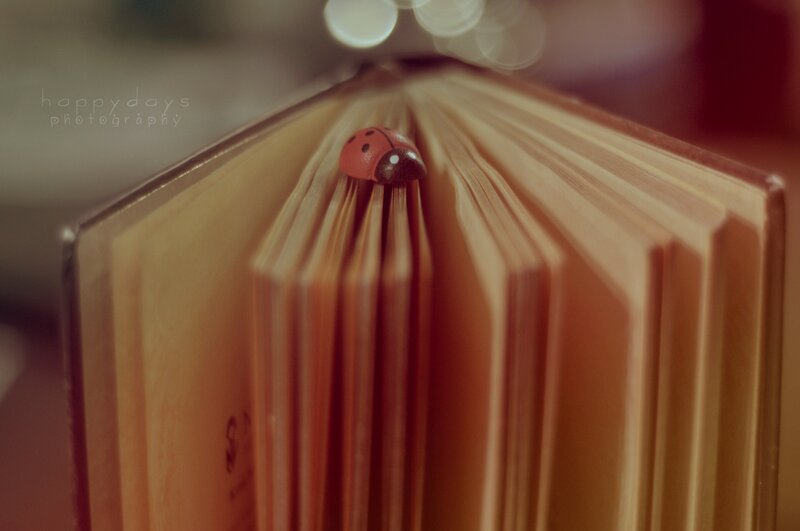 Ladybug on Book